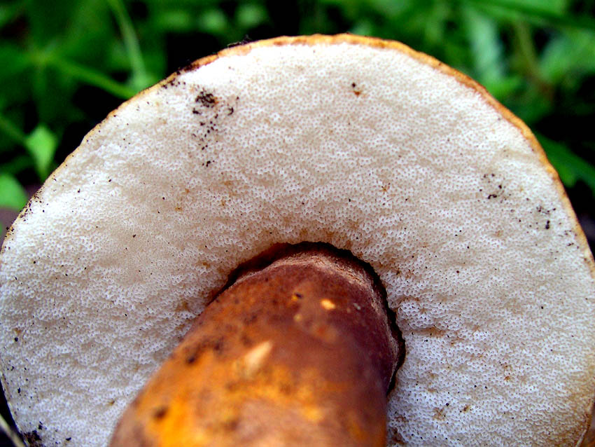 Qualche ritrovamento di Domenica 17/10